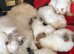 Malshi puppies teacup size xs