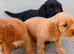 Cockapoo puppies