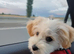 Maltipoo