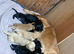 Spaniel x Labrador puppies