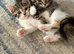 Beautiful Maine coon kittens for sale