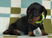 Cute smooth haired miniature dachshunds