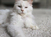 Female mainecoon