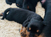 Stunning Rottweiler puppies available