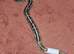 Pied royal python