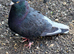 Pair of Iranian Pigeons for Sale ️