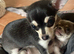 Exquisite chihuahua girl puppies