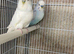 Budgie pairs