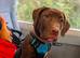 Presa canario x American bulldog pups ready to leave home