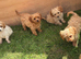 Beautiful cavapoo