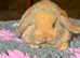Stunning mini lop doe available