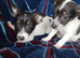Beautiful Jack russell pups for sale