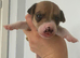 Jack Russell puppy