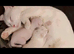 White kitten