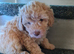 Absolutely stunning poodle pups