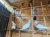 Iranian pigeon