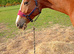 Handsome 5 year old Dutch warmblood gelding