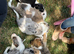 Merle collies for sale