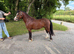 Stunning 3-Year-Old Bay Gelding