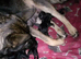 Shepkita shepherd F1B puppies