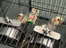 Two male cockatiels with cage