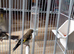 4 grey goldfinchs for sale 2026
