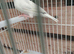 2 pairs Java finches