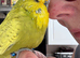 Super Tame Beautiful Male Exhibition Budgie