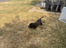 Labrador