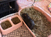 5 Week Old Male Guinea Pig - Sooty