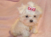 ***Exquisite Micro Tiny Teacup KC Registered Maltese Boy Puppy***
