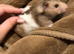 Syrian baby hamsters