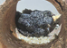 2 Male button quail FREE