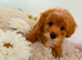 Beautiful Puppies Looking for Loving Homes