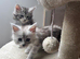 Mainecoon kittens for sale