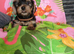 YORKSHIRE TERRIER PUPPIES READY NOW