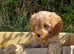 Cuddly Cavapoos