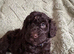 Cockapoo puppies. Various colours Ready to leave