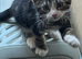 Tabby kitten