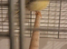 Veargated canary female, very active dominant hen