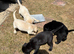Georgous puppy&rsquo;s for sale