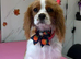 Cavalier king charles spaniel female