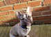 KC REG French bulldog for stud only