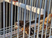Stunning bengalise and zebra finch