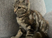 3 bengal kittens
