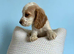 Cockerspaniel puppies