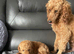 toy poodles