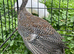 Young guinea fowl