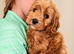 Pedigree ShowLine cavapoo boy