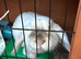 Mini Lop Rabbits 3 BOYS LEFT